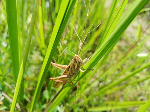 蚱蜢，蟋蟀，希望，螳螂或竹节虫。图片下载
