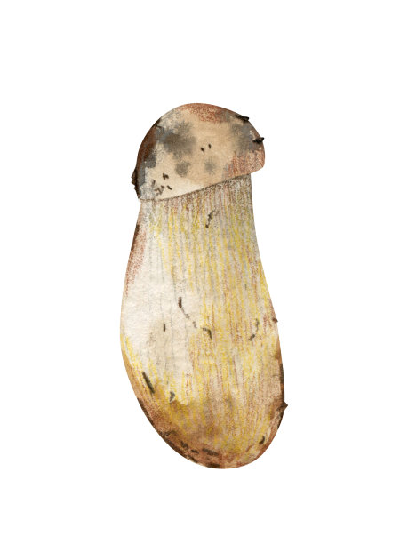 小蘑菇水彩插图。图片下载