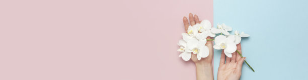 女人的手握美丽的白色蝴蝶兰兰花枝在柔和的粉红色蓝色背景上俯视平躺。热带花，兰花的一个分支。节日，妇女节，花卡，美容图片下载