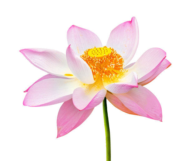美丽的莲花粉红色孤立在白色的背景上图片下载
