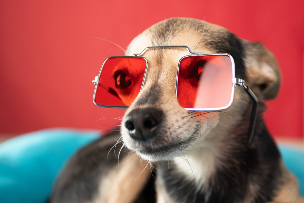 戴着红色太阳镜的小狗在夏天躺在枕头上放松地休息图片下载