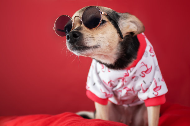 戴着眼镜，穿着夏季t恤的小狗正在度假，和动物们一起旅行图片下载