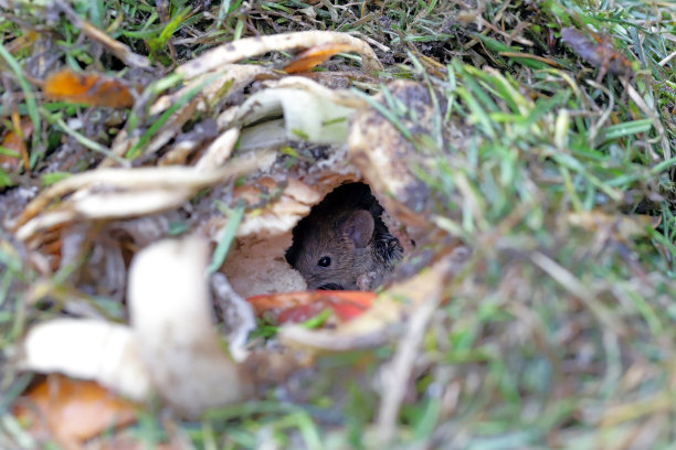 一只藏在堆肥堆里挖的洞里的家鼠。图片下载