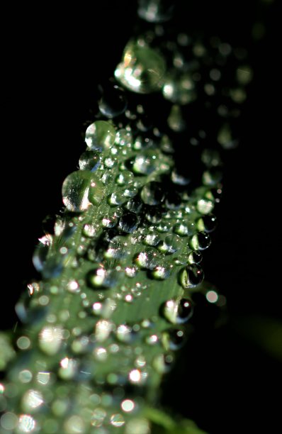 晨露迎元旦图片下载