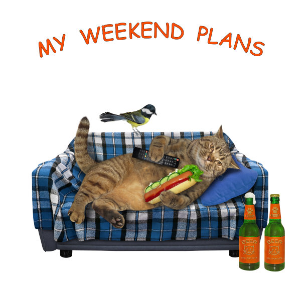 猫在格子沙发上喝啤酒吃热狗图片下载
