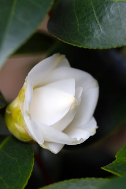 白色的“江山樱”山茶花在冬天盛开，准备用特写微距摄影来绽放。图片下载