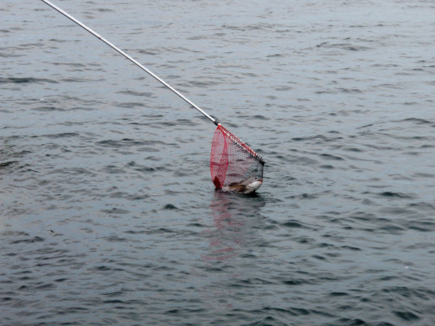 黑海鲷(黑岱，Chinu)最终被渔网捕获的照片。阴天岸边钓鱼。图片下载