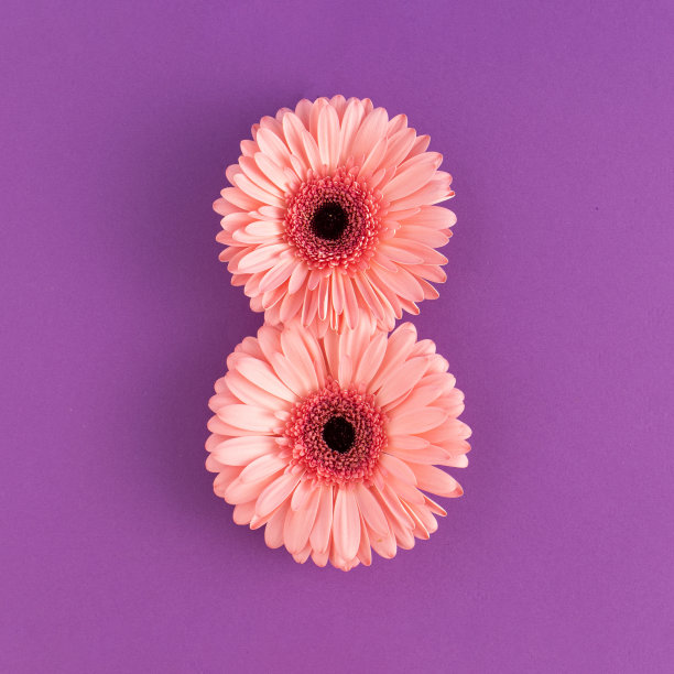 创意概念与粉红色的鲜花对紫色的背景。简约自然或母亲节的概念。图片下载