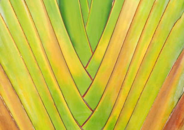 从绿色的热带棕榈叶的抽象背景图片下载