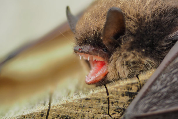一只蝙蝠。比斯兹扎迪山脉，喀尔巴阡山脉，波兰。图片下载