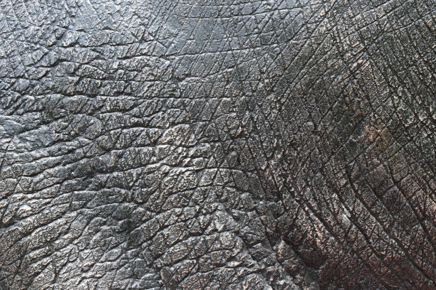 细节恐龙厚厚的动物皮肤纹理图片下载