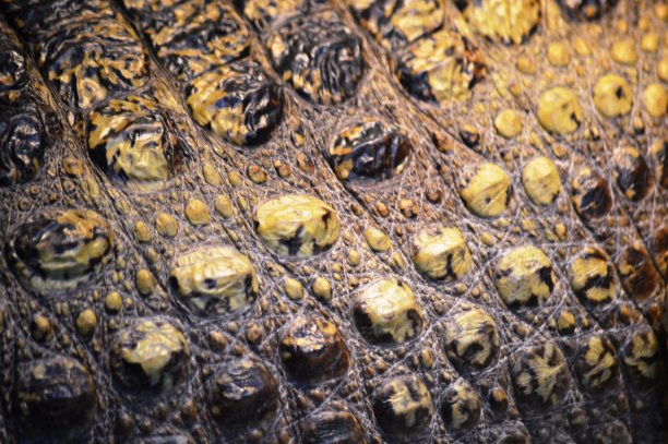 鳄鱼皮图片下载