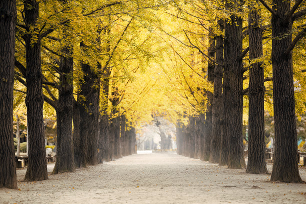 秋天的风景图片下载