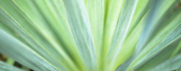 抽象条纹散焦花背景。渐变的条纹从中心出现。图片下载