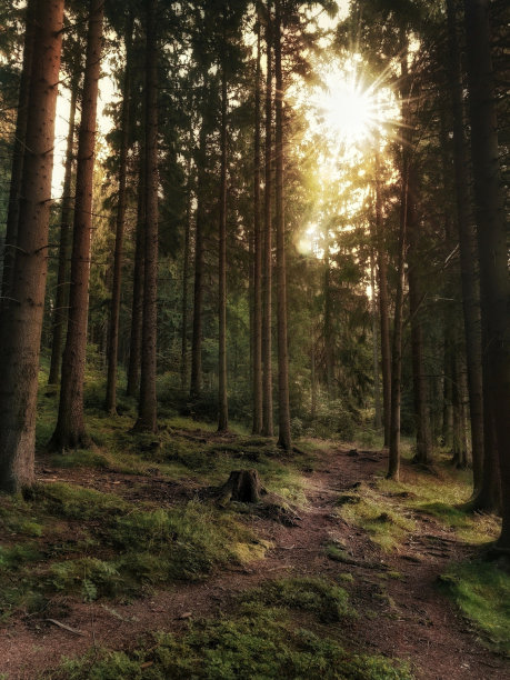 森林和太阳图片下载