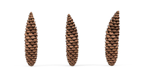 云杉锥图片下载