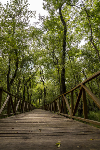 空旷的森林里有木径，空旷的道路图片下载