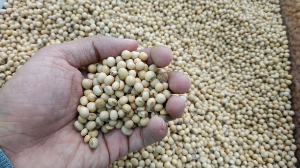 玉米粒和豆类图片下载