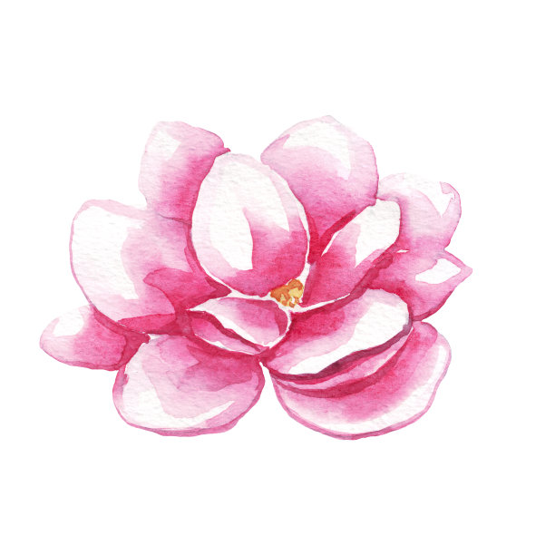 木兰花。水彩插图。手绘画图片下载