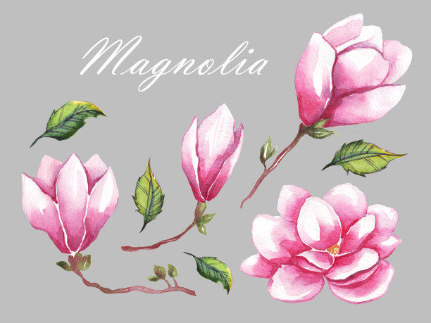 木兰花。水彩插图。手绘画图片下载