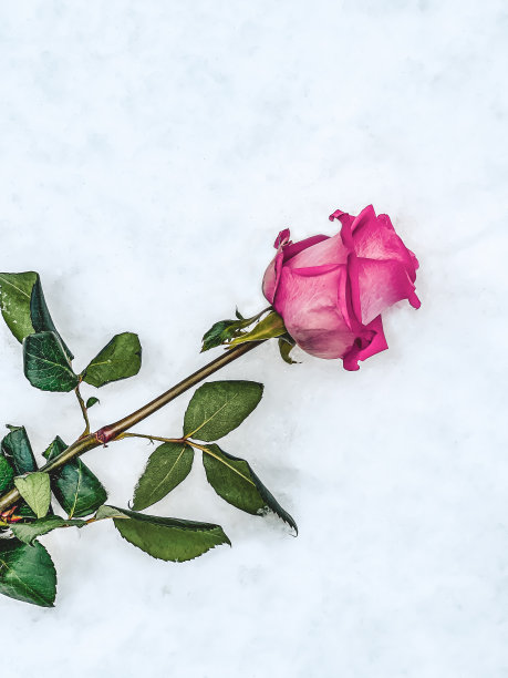 冷玫瑰图片下载