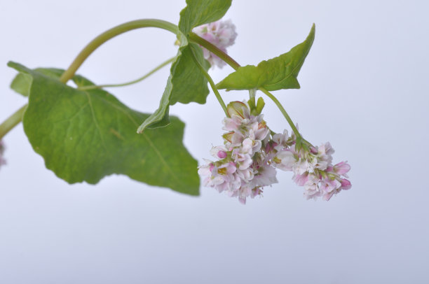 白色背景上的荞麦花图片下载