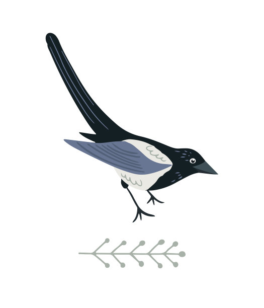 平底的喜鹊图片下载