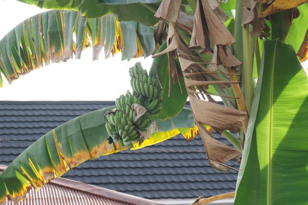 香蕉树图片下载