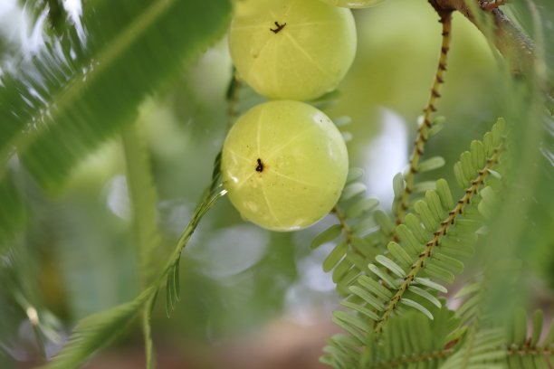 新鲜的绿色大成熟的醋栗果实挂在花园里的一棵树的树枝上和雨水在醋栗上的照片图片下载