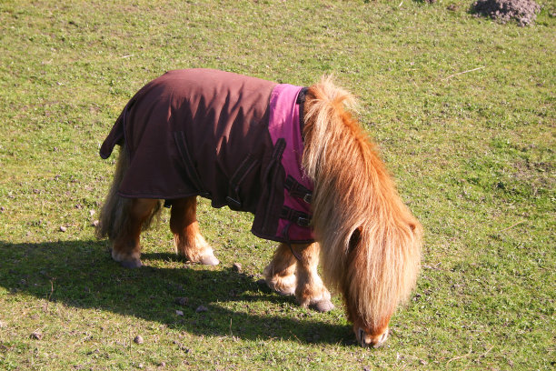 小马在谷仓里吃草图片下载