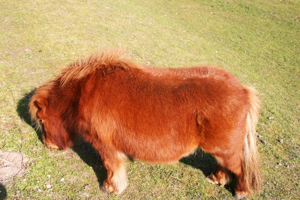 小马在谷仓里吃草图片下载