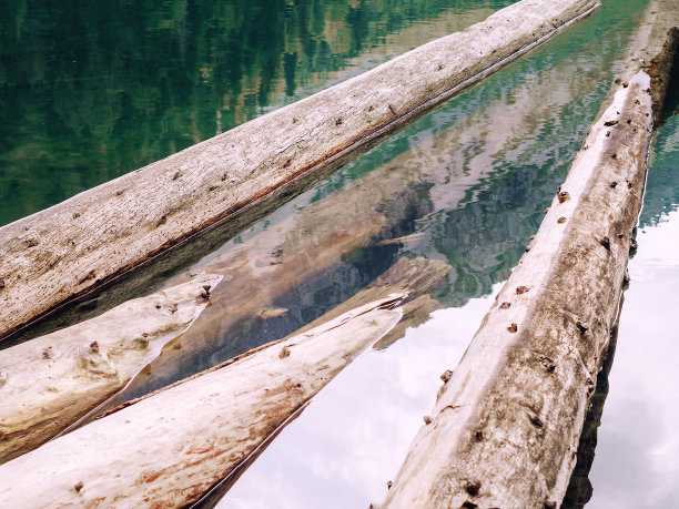 在清澈的湖水里放着倒下的树干和折断的树枝。全屏照片图片下载