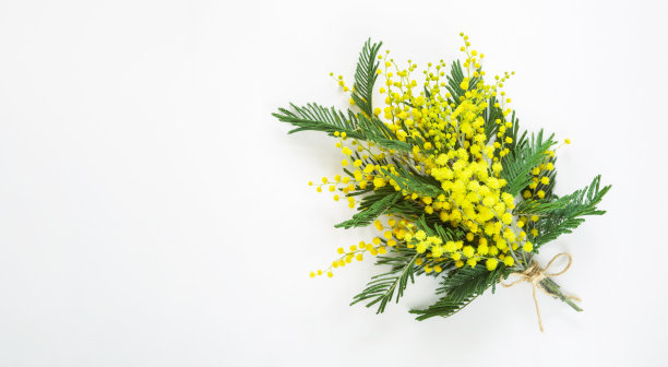 一束黄色的含羞草，一个礼盒和一个牛皮纸袋。国际妇女节贺卡，春节贺卡，三月八日贺卡，复活节贺卡。本空间图片下载