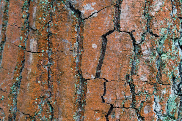 橡树树干上的伞形枝藻图片下载