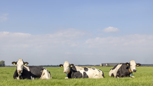 三头牛躺在田野里，三头快乐而轻松的斑点vieh，在一个牧场上，蔚蓝的天空和地平线上的土地图片下载