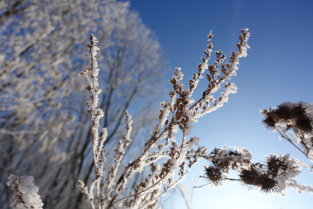 在一个霜冻的冬天，白雪皑皑的树枝光秃秃的。自然背景。选择植物的背景。高质量的照片图片下载
