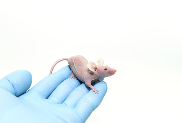 在实验室里科学家的手上有一只免疫缺陷的裸鼠图片下载