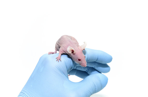 在实验室里科学家的手上有一只免疫缺陷的裸鼠图片下载