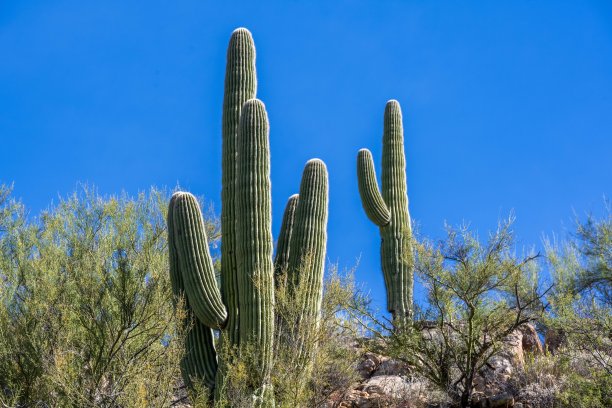 亚利桑那州图森市的一株细长的仙人掌图片下载