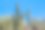 亚利桑那州图森市的一株细长的仙人掌图片下载