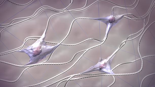 胶原纤维和成纤维细胞图片下载