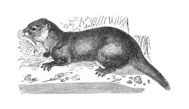 野生动物水獭(Lutra Vulgaris)。欧洲人。手绘插图的野生水獭。复古的风格。图片下载