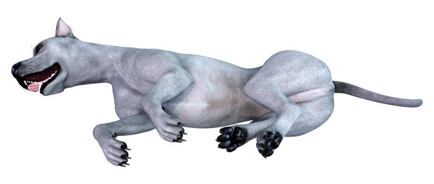 3D渲染蓝色大丹犬在白色图片下载