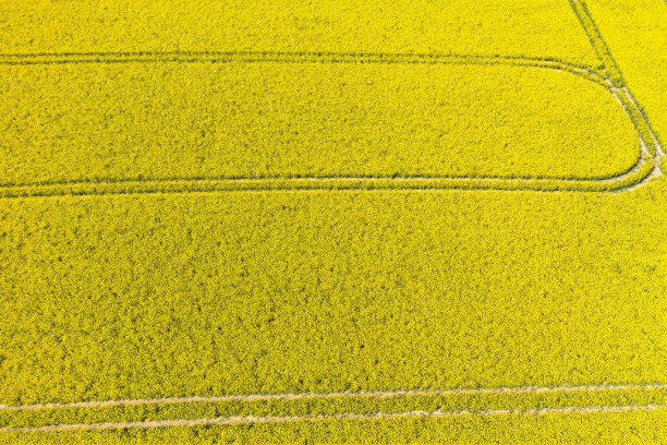 鸟瞰德国陶努斯的油菜田图片下载