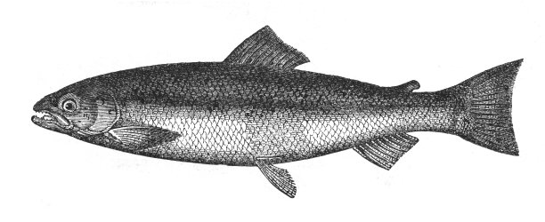 大西洋鲑鱼(Salmo salar) -古董雕刻插图孤立图片下载