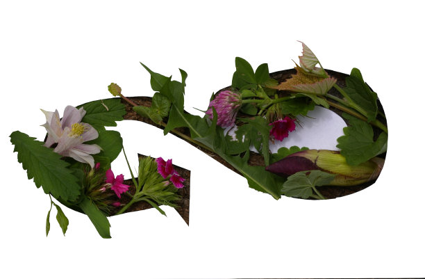 由夏季自然的花朵和树叶制成的无尽和更新的象征。花制造的袋状花序孤立在白色背景上。图片下载