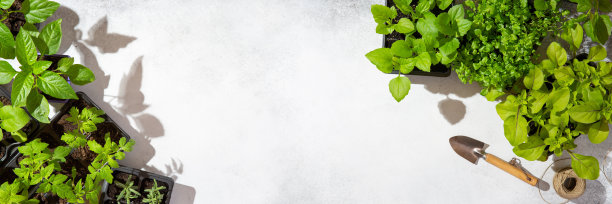 在混凝土背景下的花盆中，花苗和蔬菜芽。副本的空间。前视图。园林理念，春日旗帜。图片下载