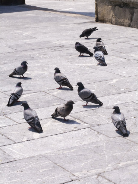 鸽子在古老的城镇石头地板上。图片下载