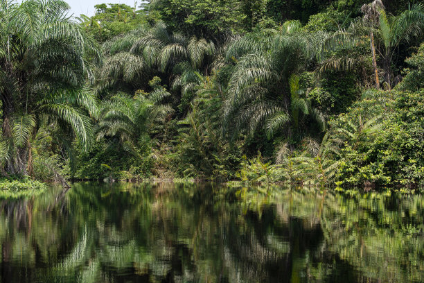 位于非洲刚果盆地丛林河中的热带雨林图片下载