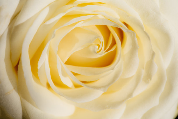 白玫瑰特写图片下载